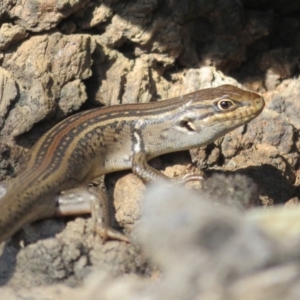 Liopholis whitii at Cotter River, ACT - 11 Feb 2021