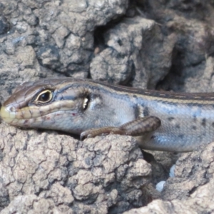 Liopholis whitii at Cotter River, ACT - 11 Feb 2021
