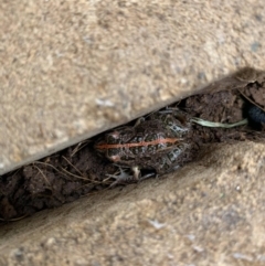 Limnodynastes tasmaniensis (Spotted Grass Frog) at Majura, ACT - 12 Feb 2021 by Melmc