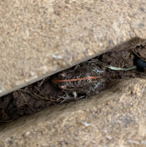 Limnodynastes tasmaniensis at Majura, ACT - suppressed