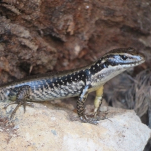 Eulamprus heatwolei at Cotter River, ACT - 11 Feb 2021 05:07 PM