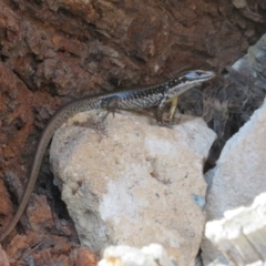 Eulamprus heatwolei at Cotter River, ACT - 11 Feb 2021