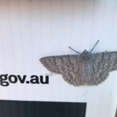 Crypsiphona ocultaria (Red-lined Looper Moth) at Lyneham, ACT - 11 Feb 2021 by Tapirlord