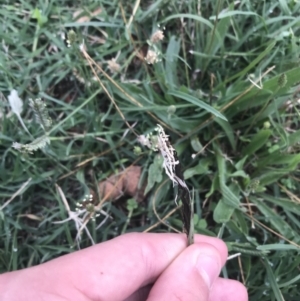 Ustilago cynodontis at City Renewal Authority Area - 12 Feb 2021 08:18 AM