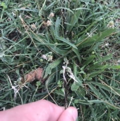 Ustilago cynodontis at City Renewal Authority Area - 12 Feb 2021