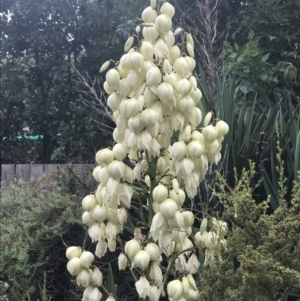 Yucca aloifolia at Lyneham, ACT - 12 Feb 2021