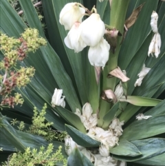 Yucca aloifolia at Lyneham, ACT - 12 Feb 2021