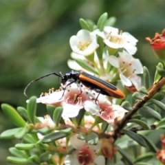 Stenoderus suturalis (Stinking Longhorn) at Namadgi National Park - 3 Feb 2021 by CathB