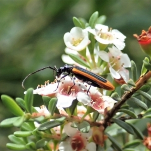 Stenoderus suturalis at Cotter River, ACT - 3 Feb 2021