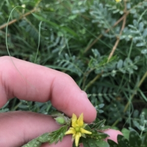 Tribulus terrestris at Garran, ACT - 12 Feb 2021