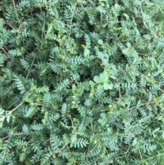 Tribulus terrestris at Garran, ACT - 12 Feb 2021