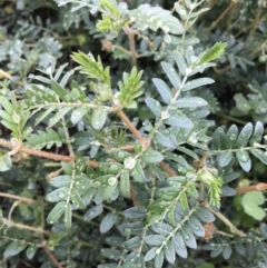 Tribulus terrestris at Garran, ACT - 12 Feb 2021