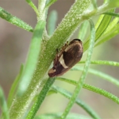 Bathyllus albicinctus (Spittlebug, Froghopper) at Namadgi National Park - 3 Feb 2021 by CathB