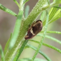 Bathyllus albicinctus (Spittlebug, Froghopper) at Cotter River, ACT - 3 Feb 2021 by CathB