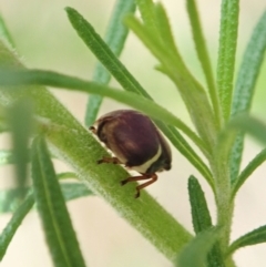 Bathyllus albicinctus at Cotter River, ACT - 3 Feb 2021