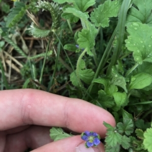 Erodium crinitum at Garran, ACT - 12 Feb 2021