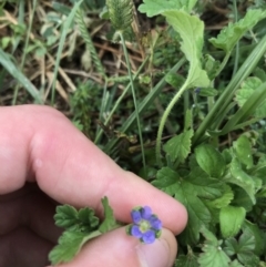 Erodium crinitum at Garran, ACT - 12 Feb 2021