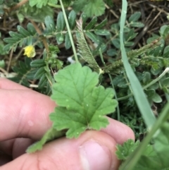 Erodium crinitum at Garran, ACT - 12 Feb 2021