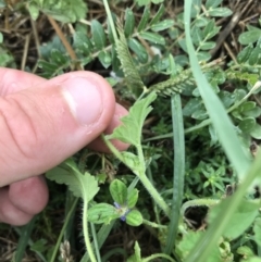 Erodium crinitum at Garran, ACT - 12 Feb 2021