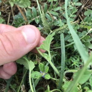 Erodium crinitum at Garran, ACT - 12 Feb 2021