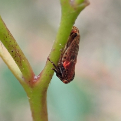Katipo sp. (genus) (Leafhopper) at Namadgi National Park - 3 Feb 2021 by CathB