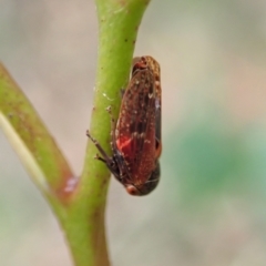 Katipo sp. (genus) at Cotter River, ACT - 3 Feb 2021