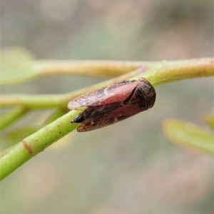 Katipo sp. (genus) at Cotter River, ACT - 3 Feb 2021