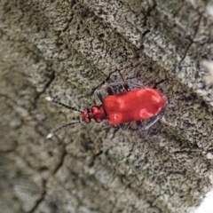 Lemodes coccinea (Scarlet ant beetle) at Namadgi National Park - 3 Feb 2021 by CathB