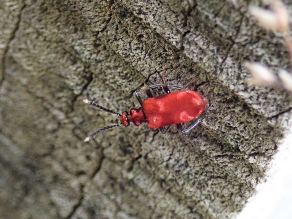 Lemodes coccinea at Cotter River, ACT - 3 Feb 2021