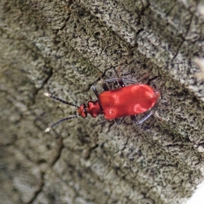 Lemodes coccinea (Scarlet ant beetle) at Cotter River, ACT - 3 Feb 2021 by CathB