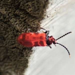 Lemodes coccinea at Cotter River, ACT - 3 Feb 2021