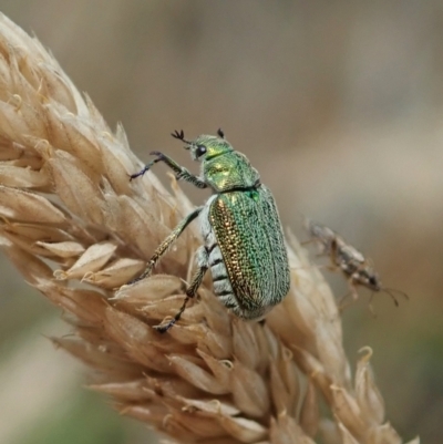 Diphucephala sp. (genus) (Green Scarab Beetle) at Namadgi National Park - 3 Feb 2021 by CathB