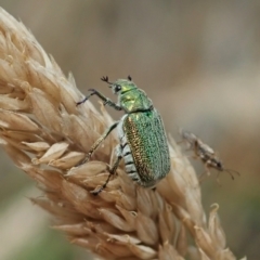 Diphucephala sp. (genus) (Green Scarab Beetle) at Cotter River, ACT - 3 Feb 2021 by CathB