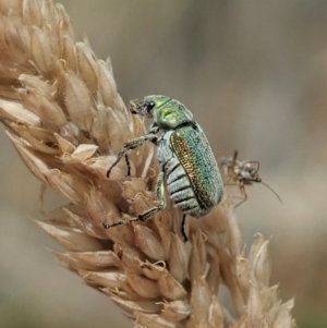 Diphucephala sp. (genus) at Cotter River, ACT - 3 Feb 2021 04:14 PM