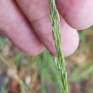 Eragrostis parviflora at Hall, ACT - 12 Feb 2021