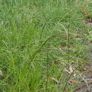 Eragrostis parviflora at Hall, ACT - 12 Feb 2021