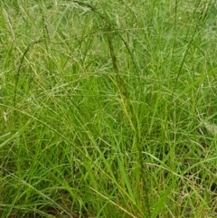 Eragrostis parviflora at Hall, ACT - 12 Feb 2021