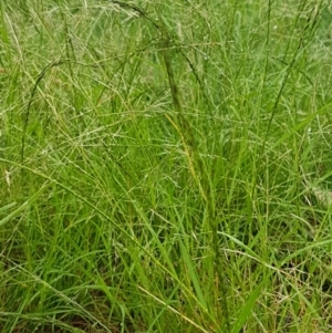 Eragrostis parviflora at Hall, ACT - 12 Feb 2021