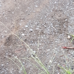 Eragrostis parviflora at Hall, ACT - 12 Feb 2021