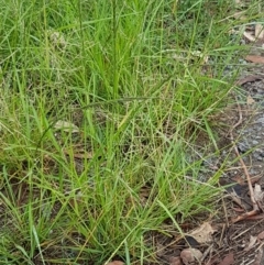 Eragrostis parviflora at Hall, ACT - 12 Feb 2021