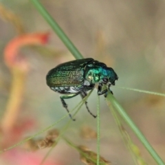 Diphucephala sp. (genus) (Green Scarab Beetle) at Cotter River, ACT - 3 Feb 2021 by CathB