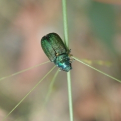 Diphucephala sp. (genus) at Cotter River, ACT - 3 Feb 2021