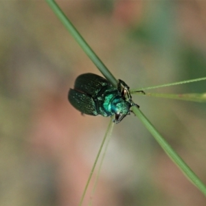 Diphucephala sp. (genus) at Cotter River, ACT - 3 Feb 2021