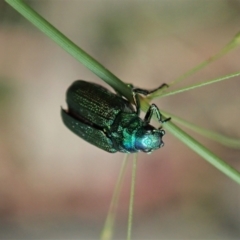 Diphucephala sp. (genus) at Cotter River, ACT - 3 Feb 2021