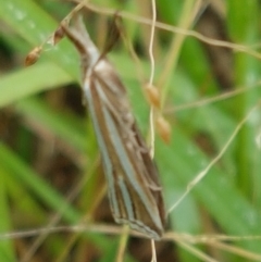 Hednota species near grammellus (Pyralid or snout moth) at Hall, ACT - 12 Feb 2021 by trevorpreston