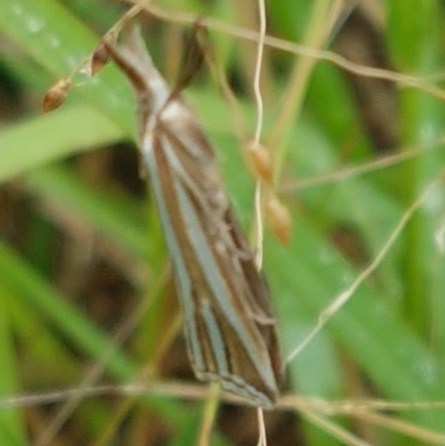 Hednota species near grammellus (Pyralid or snout moth) at Hall, ACT - 12 Feb 2021 by tpreston