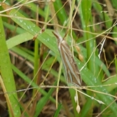 Hednota species near grammellus at Hall, ACT - 12 Feb 2021