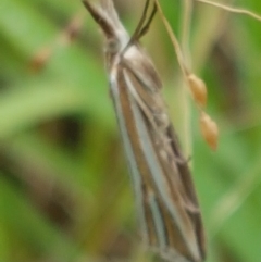 Hednota species near grammellus at Hall, ACT - 12 Feb 2021