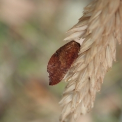 Drepanacra binocula (Notched brown lacewing) at Namadgi National Park - 3 Feb 2021 by CathB