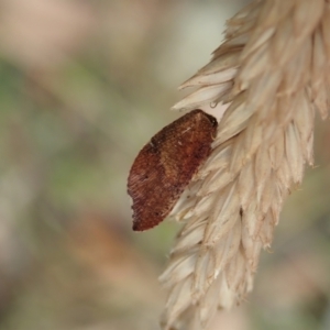 Drepanacra binocula at Cotter River, ACT - 3 Feb 2021